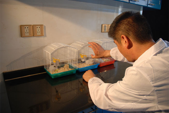 杨鸣泽在实验室观察小鼠活动.jpg